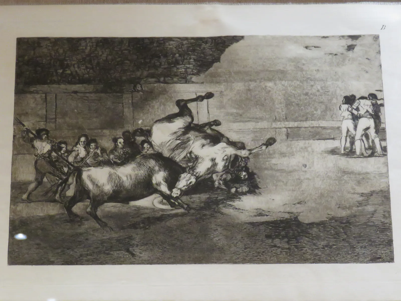 حصان يطرحه ثور أرضًا