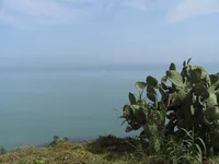 Prickly Pear and the Mediterranean Horizon