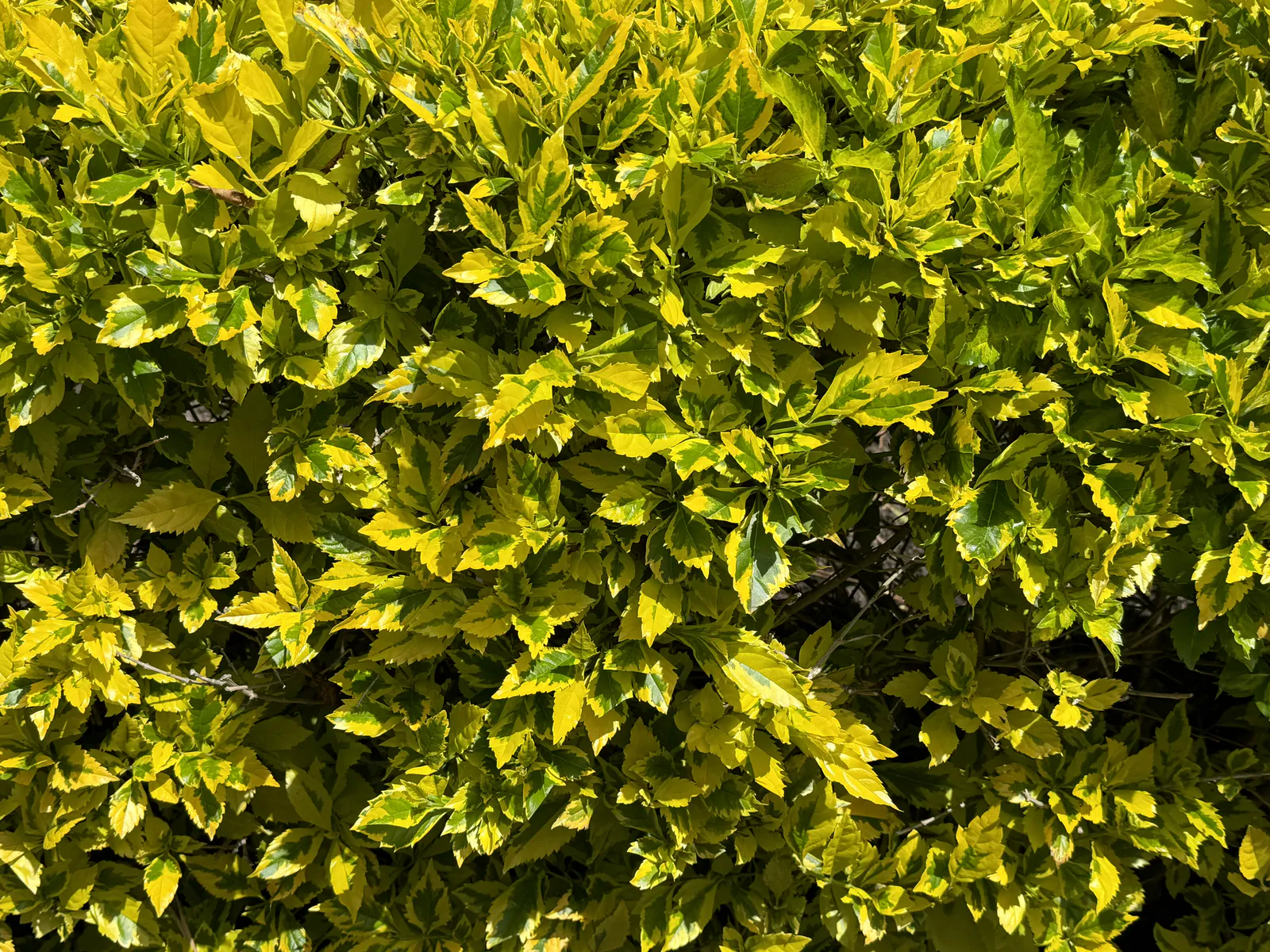 Duranta erecta „Golden Edge“