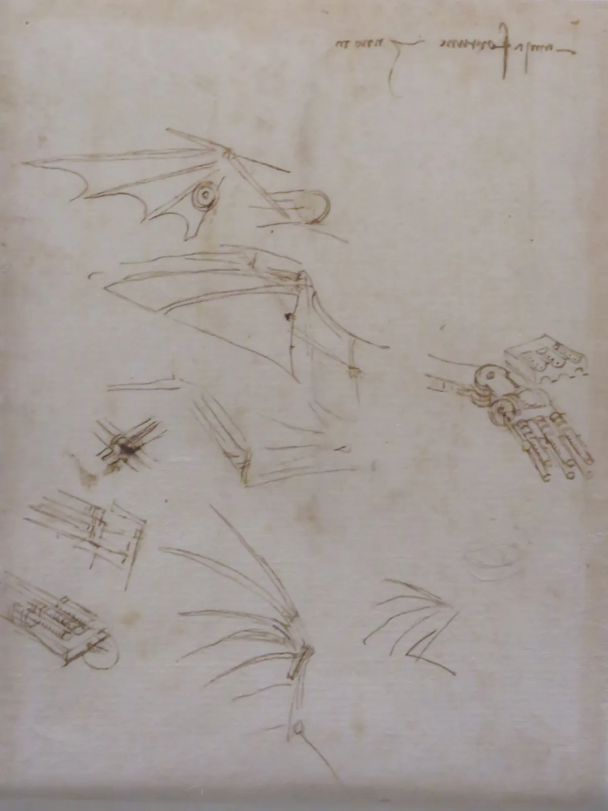 Studies of Wings and Mechanical Anatomy