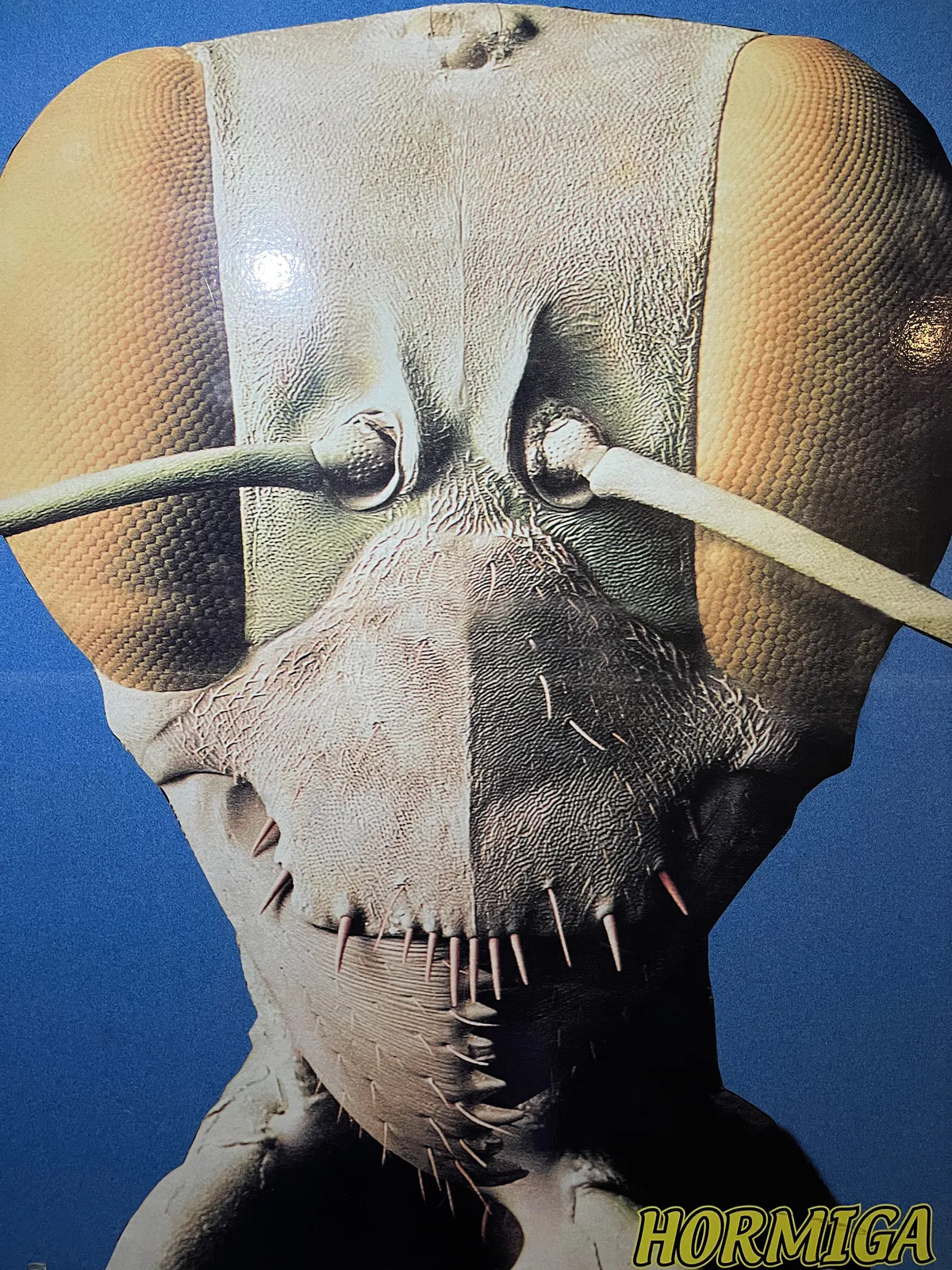 Ant Under Electron Microscope