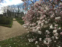 Magnolia Blossoms in the Rose Garden