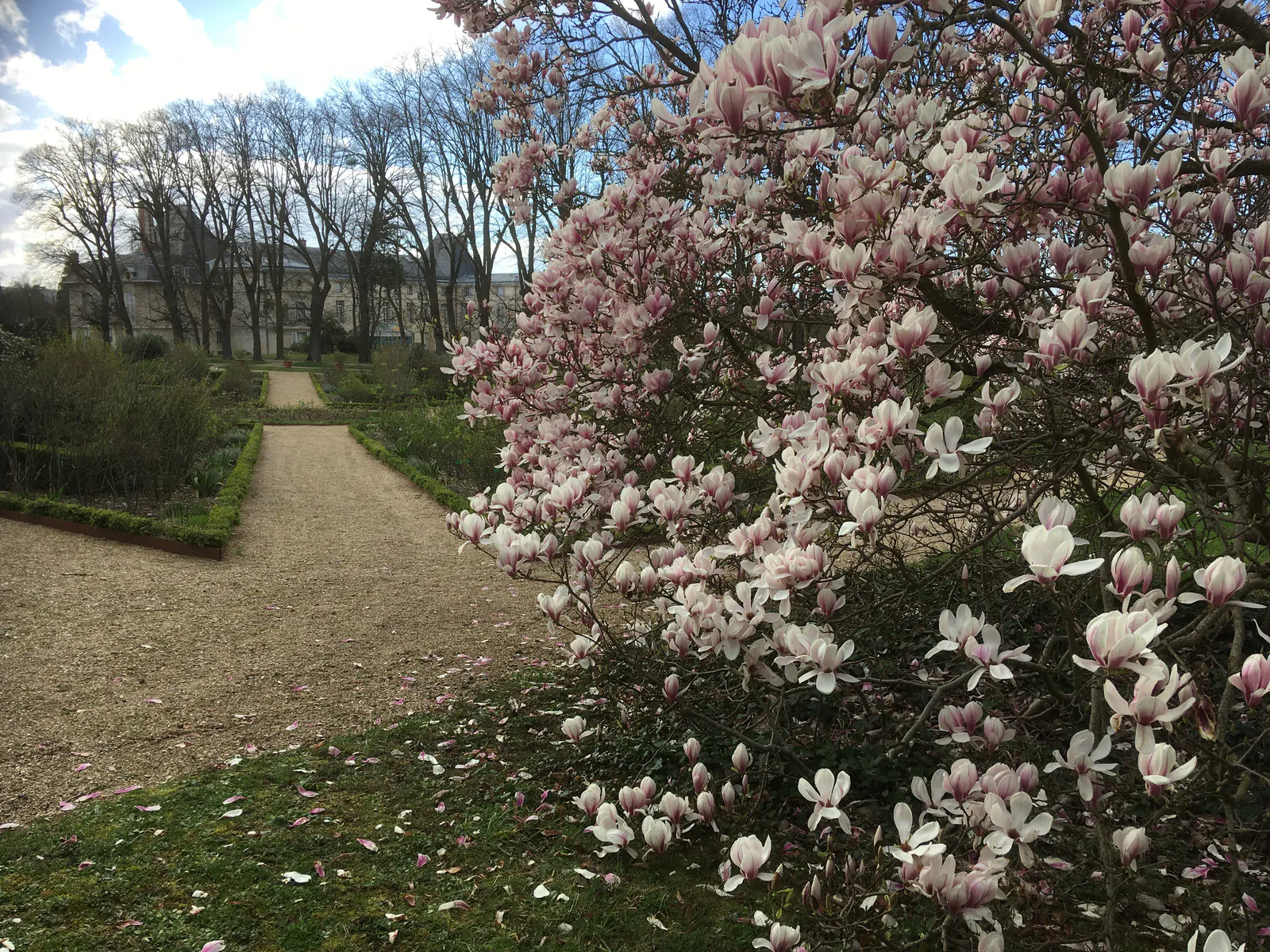 Flores de magnólia no jardim de rosas