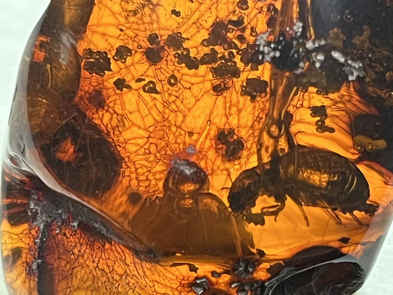 Weevil in Amber