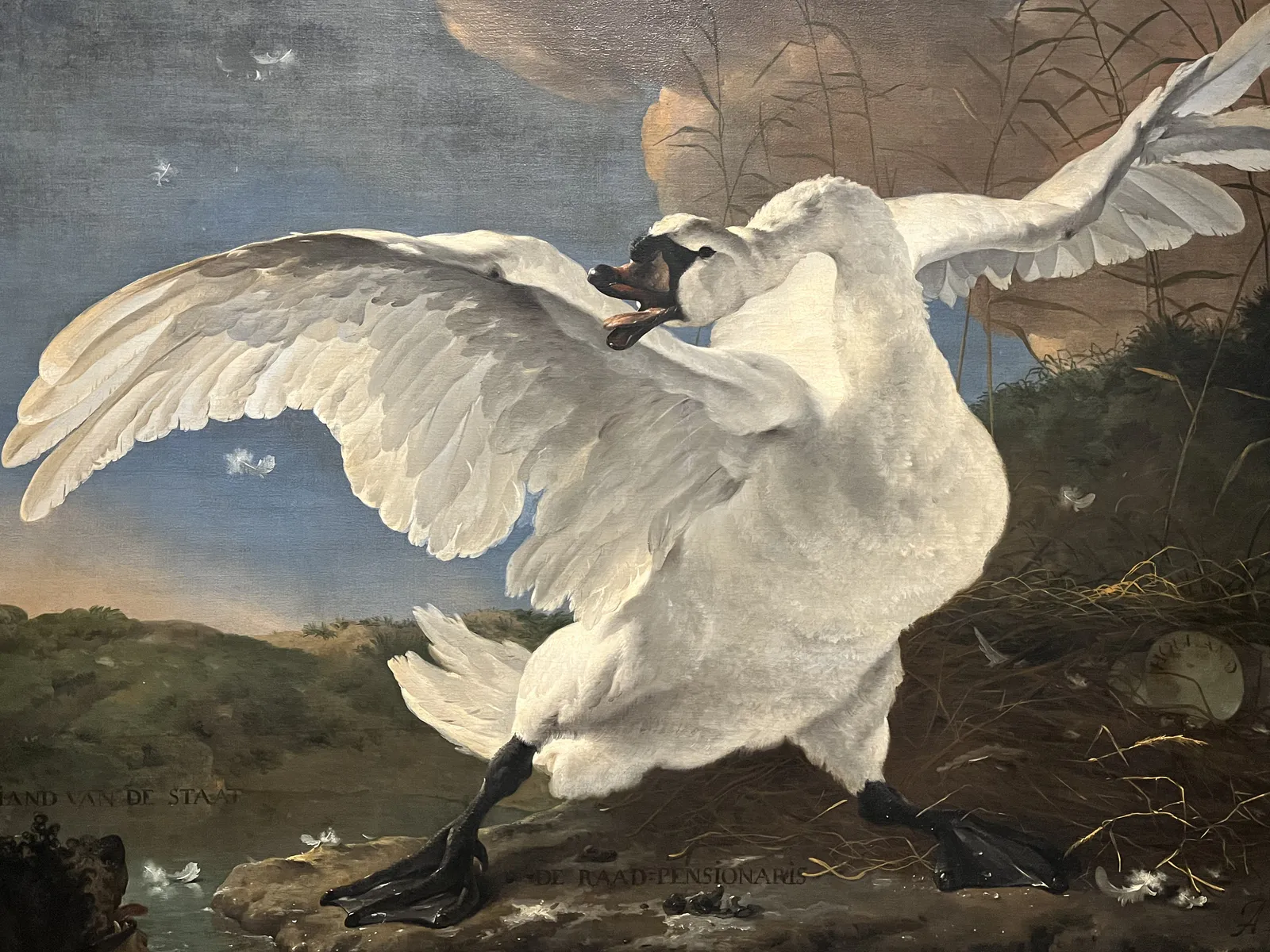 Угрожаемый лебедь, защищающий своё гнездо