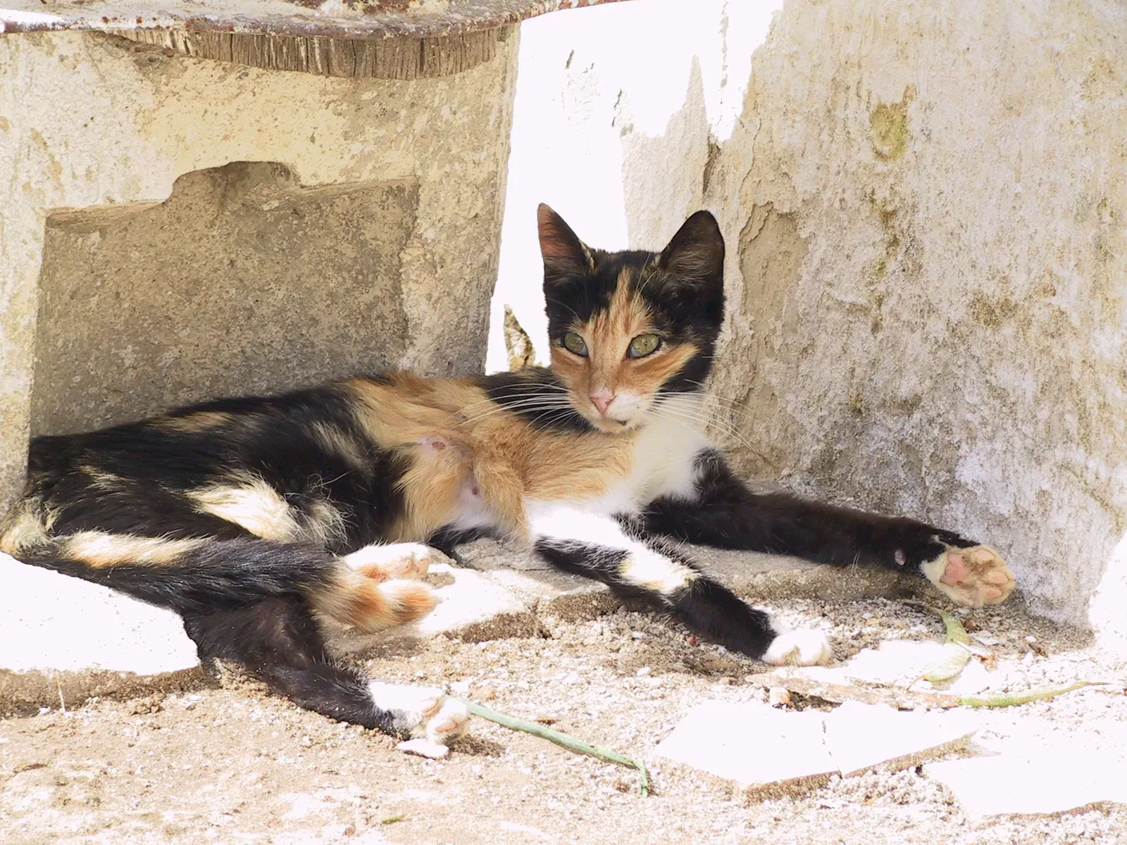 Calico Cat in Midday Shade