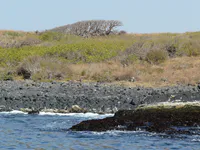 Coastal Vegetation of the Madeleine Islands