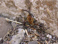 Ants Devouring a Scorpion