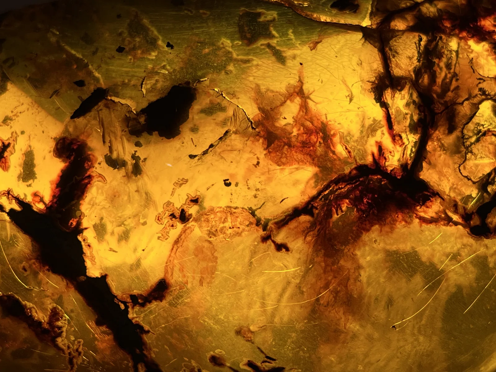 Amber with Botanical Inclusions