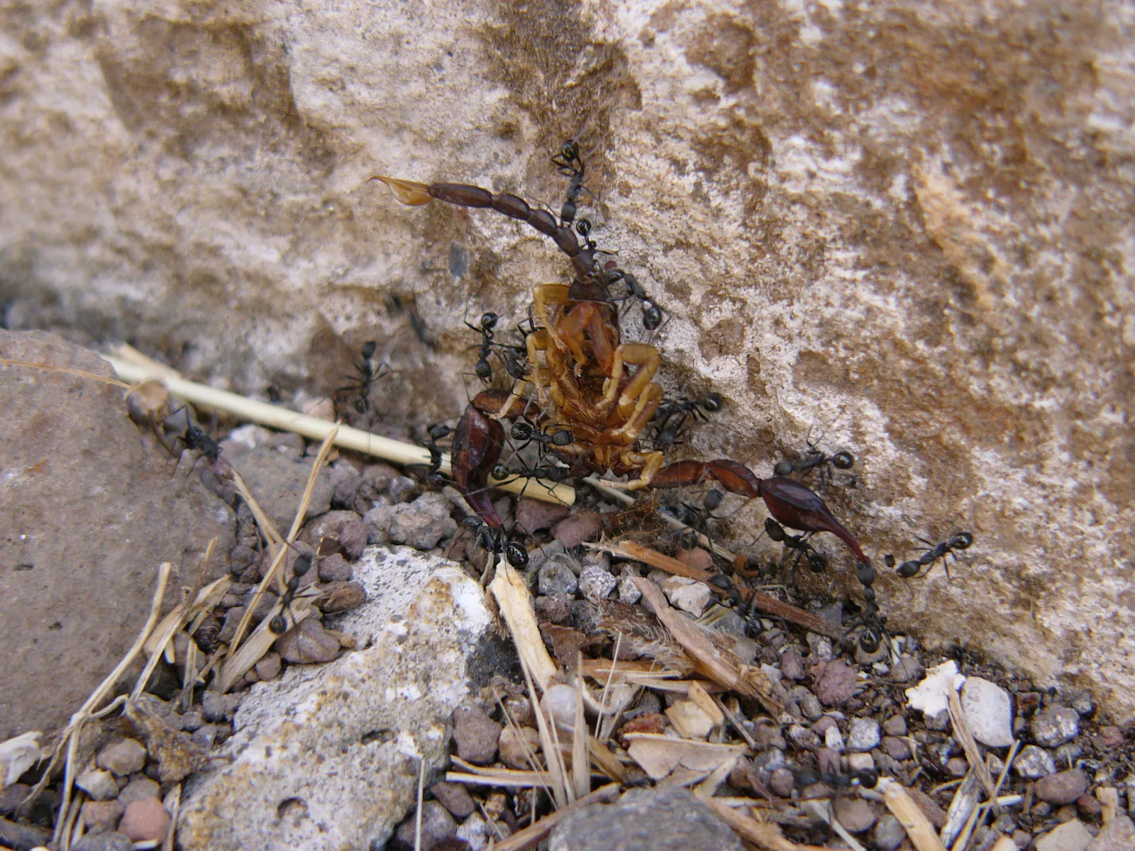 Ants Devouring a Scorpion
