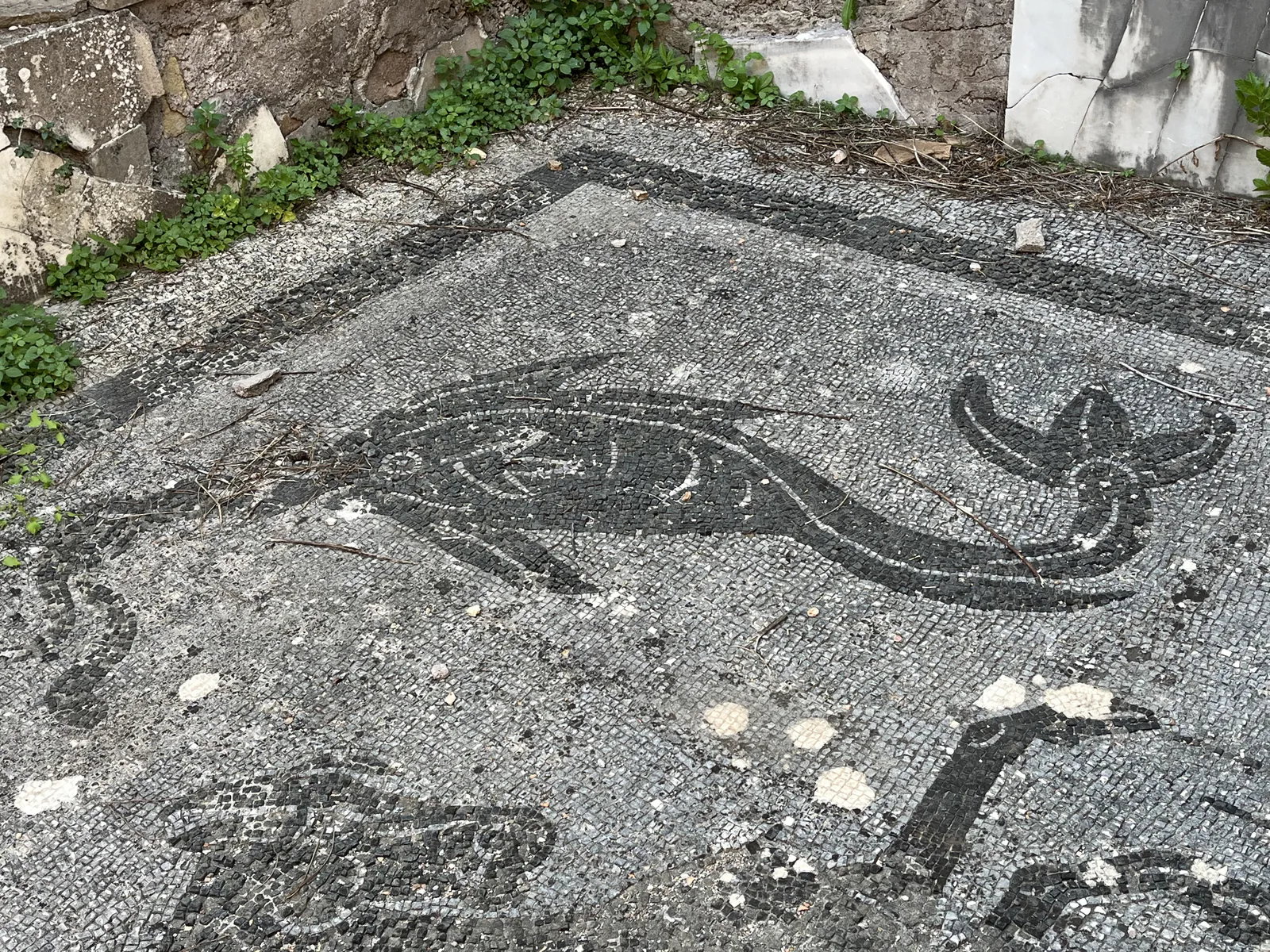 Dolphin Mosaic