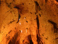 Insects Trapped in Amber
