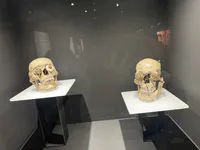 Ritually Sacrificed Warriors' Skulls