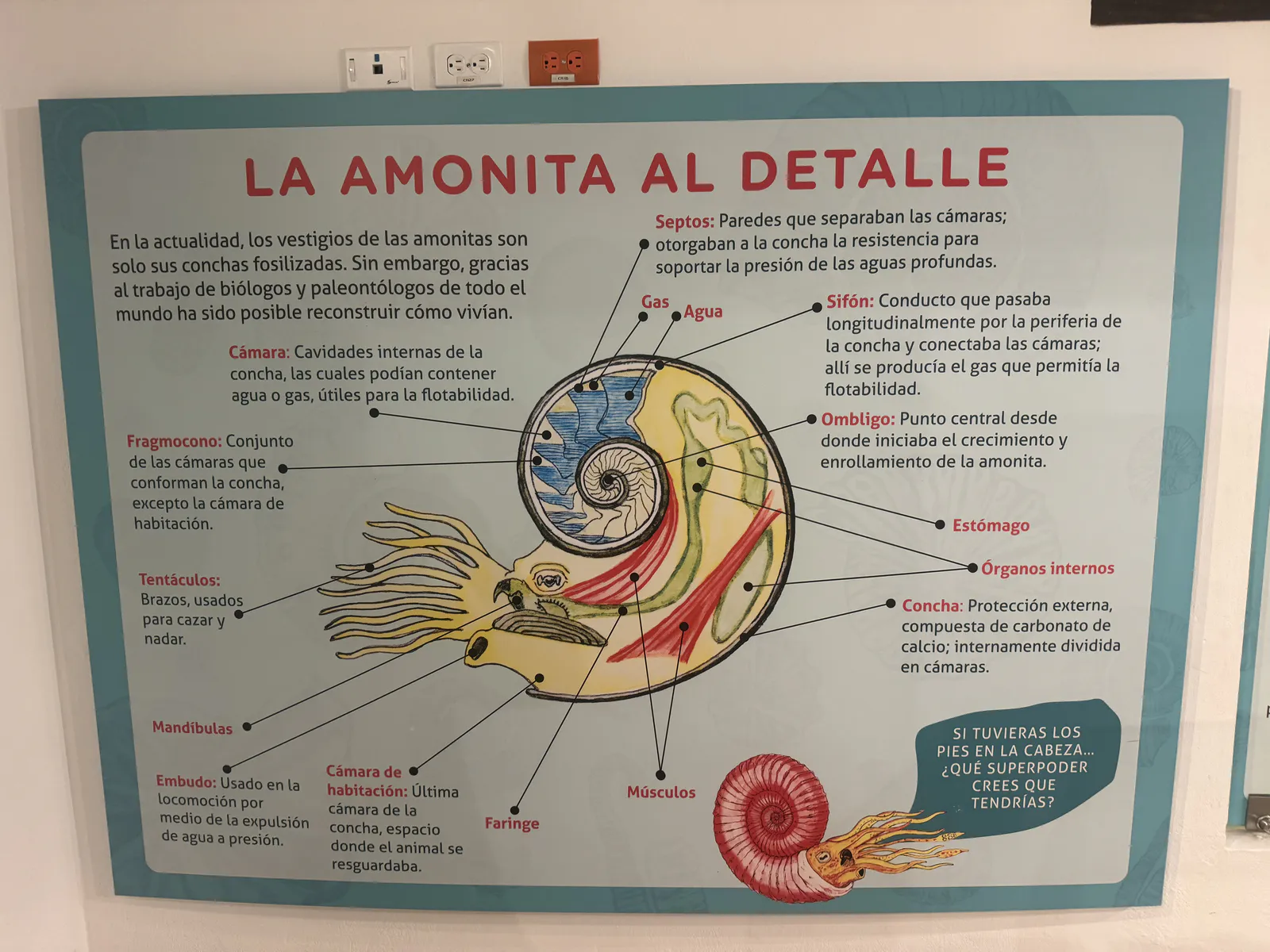 Внутри аммонита