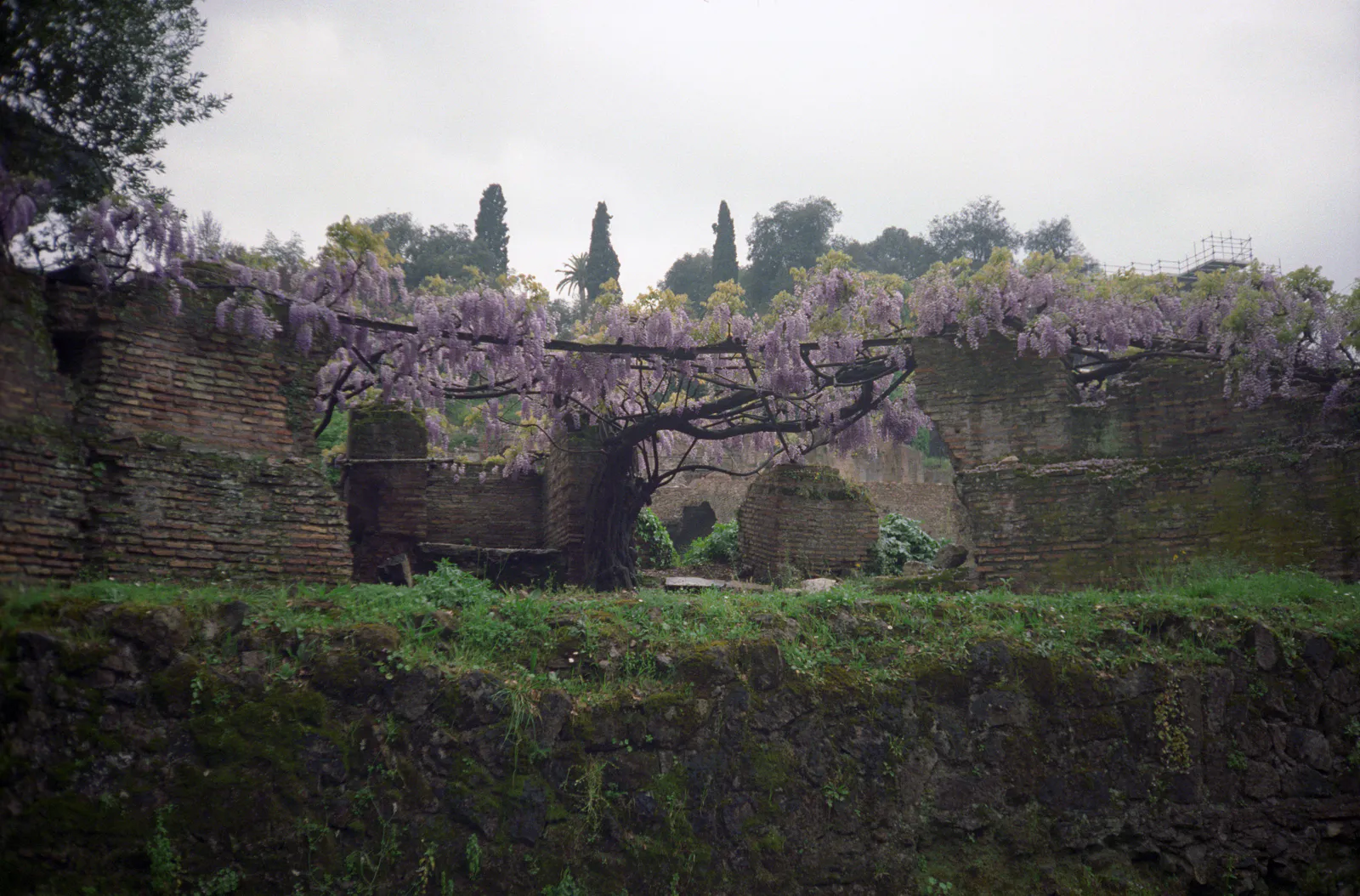 Palatine Garden Ruins with Wisteria