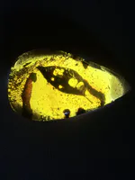 Fossilized Lizard in Amber