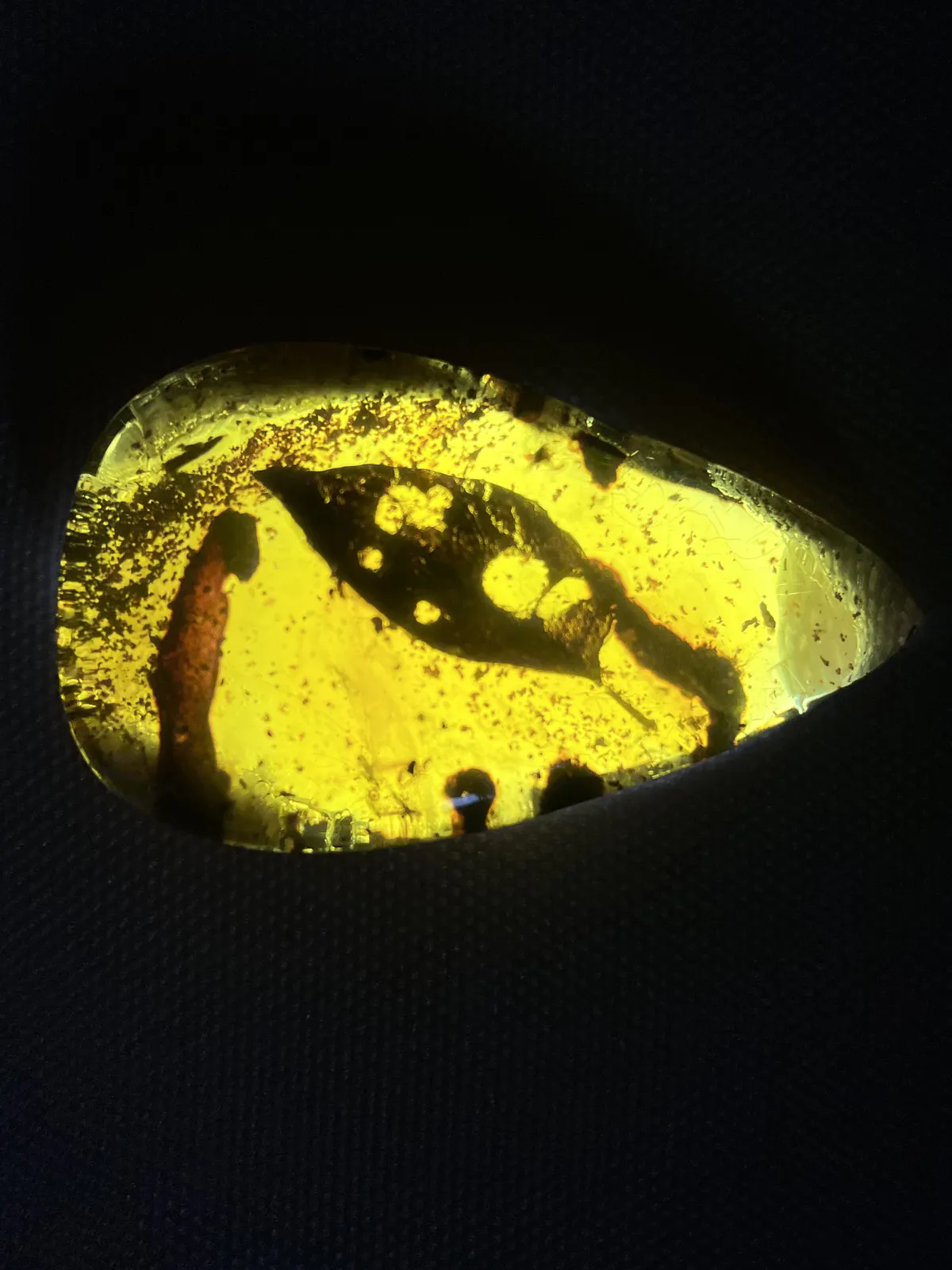 Fossilized Lizard in Amber