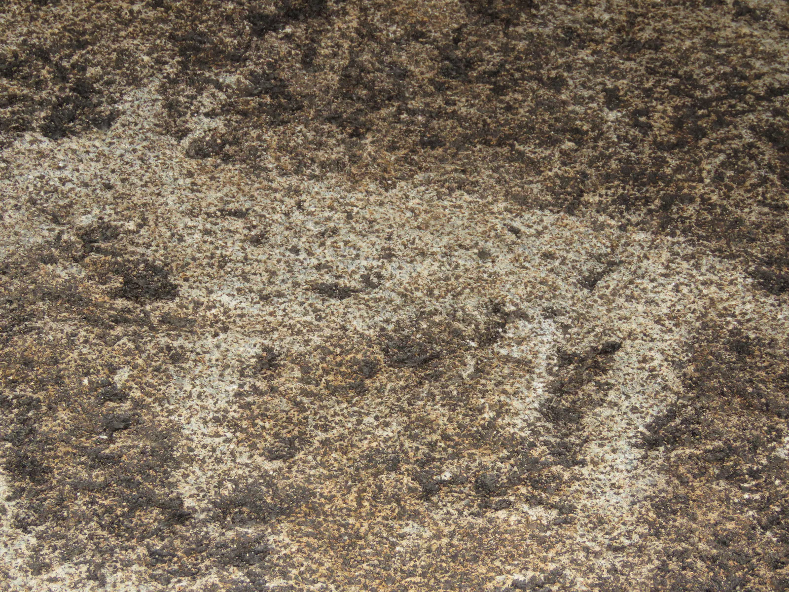 ヤギのペトログリフ