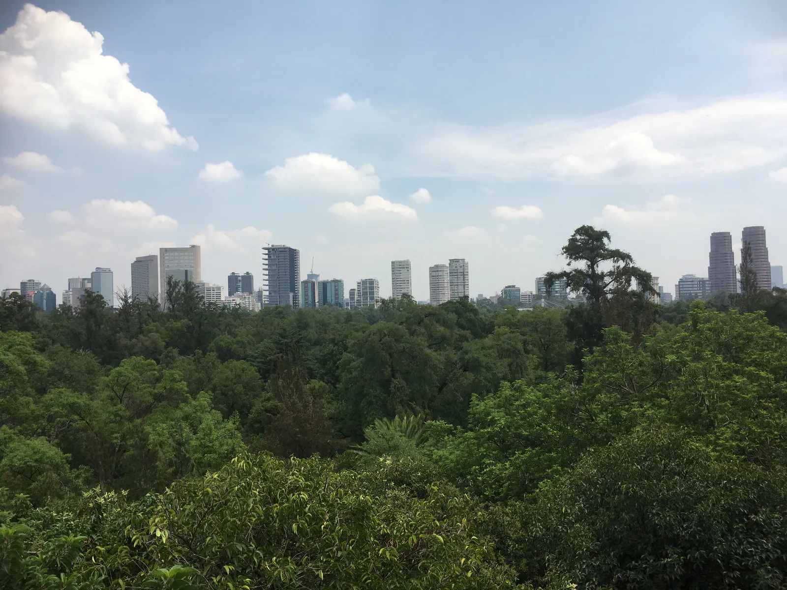 Skyline above Chapultepec Forest