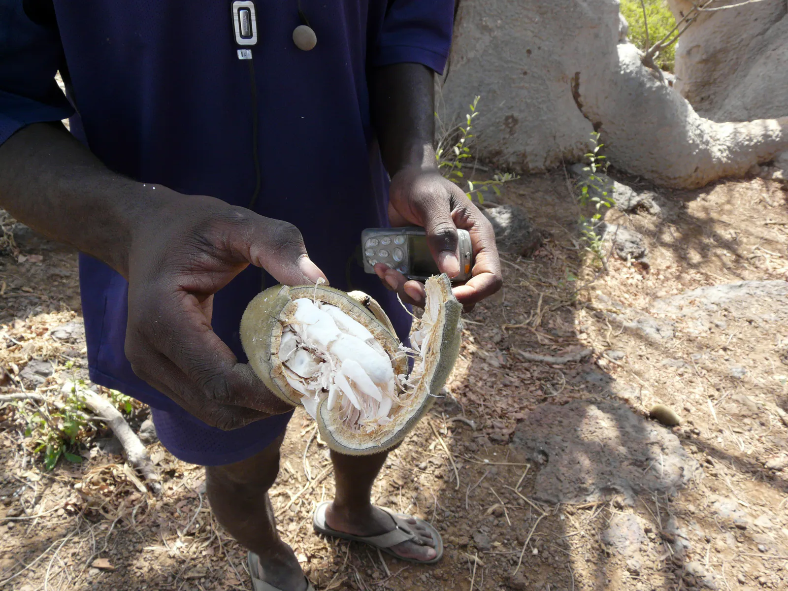 Baobab Fruit Interior
