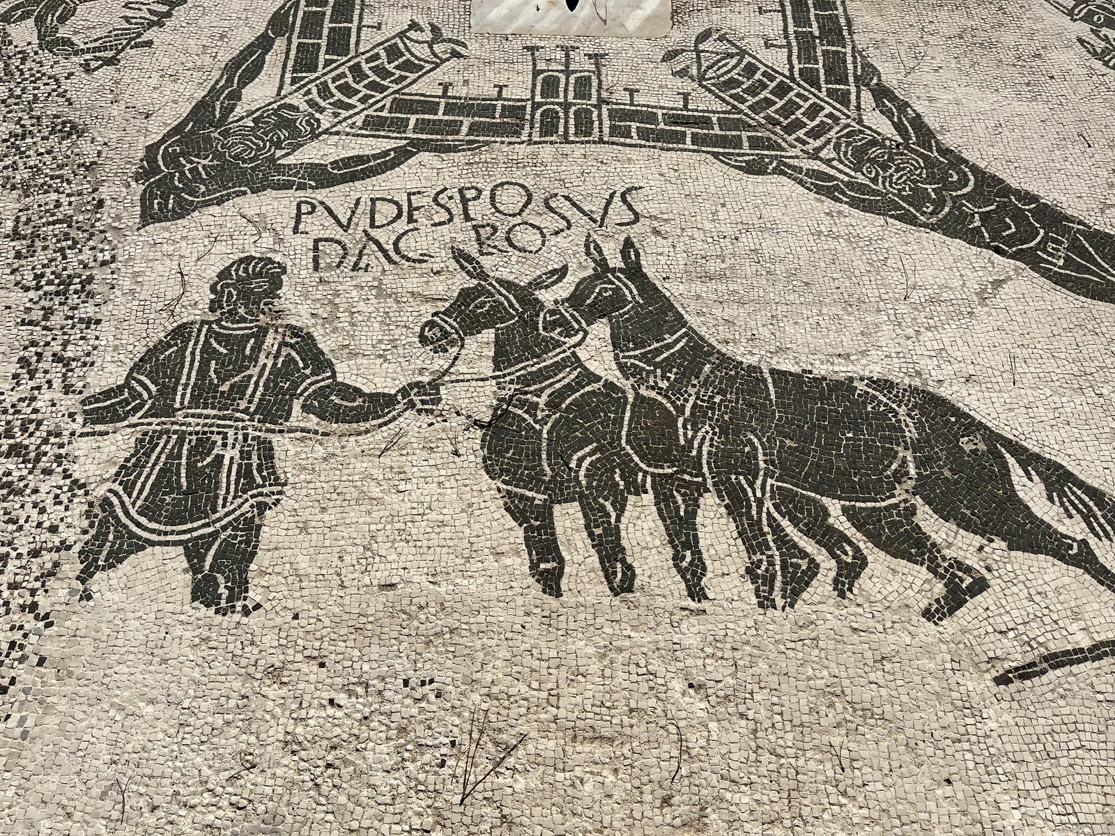 Pudesposus and Dacorosus