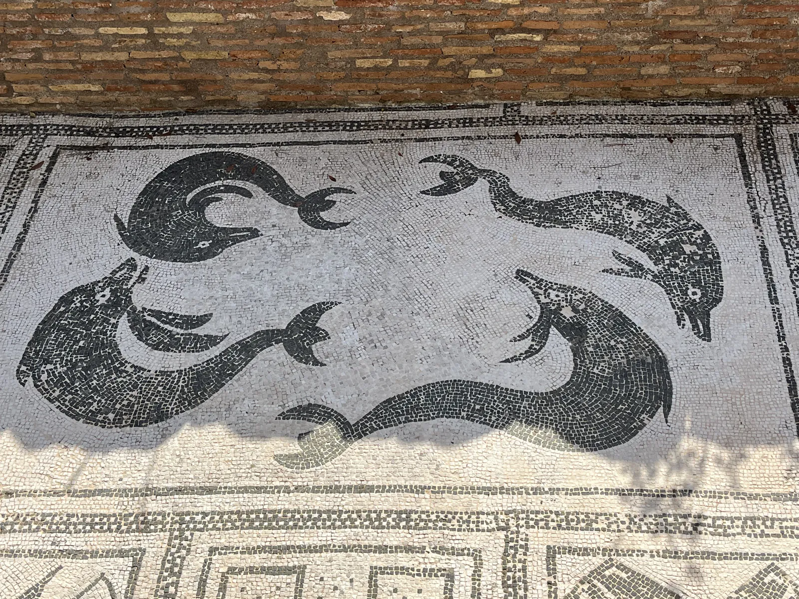 Dolphin Mosaic from the Terme delle Province