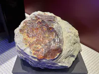 Miocene Amber in Sedimentary Matrix