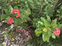 Crown of Thorns Blossoms