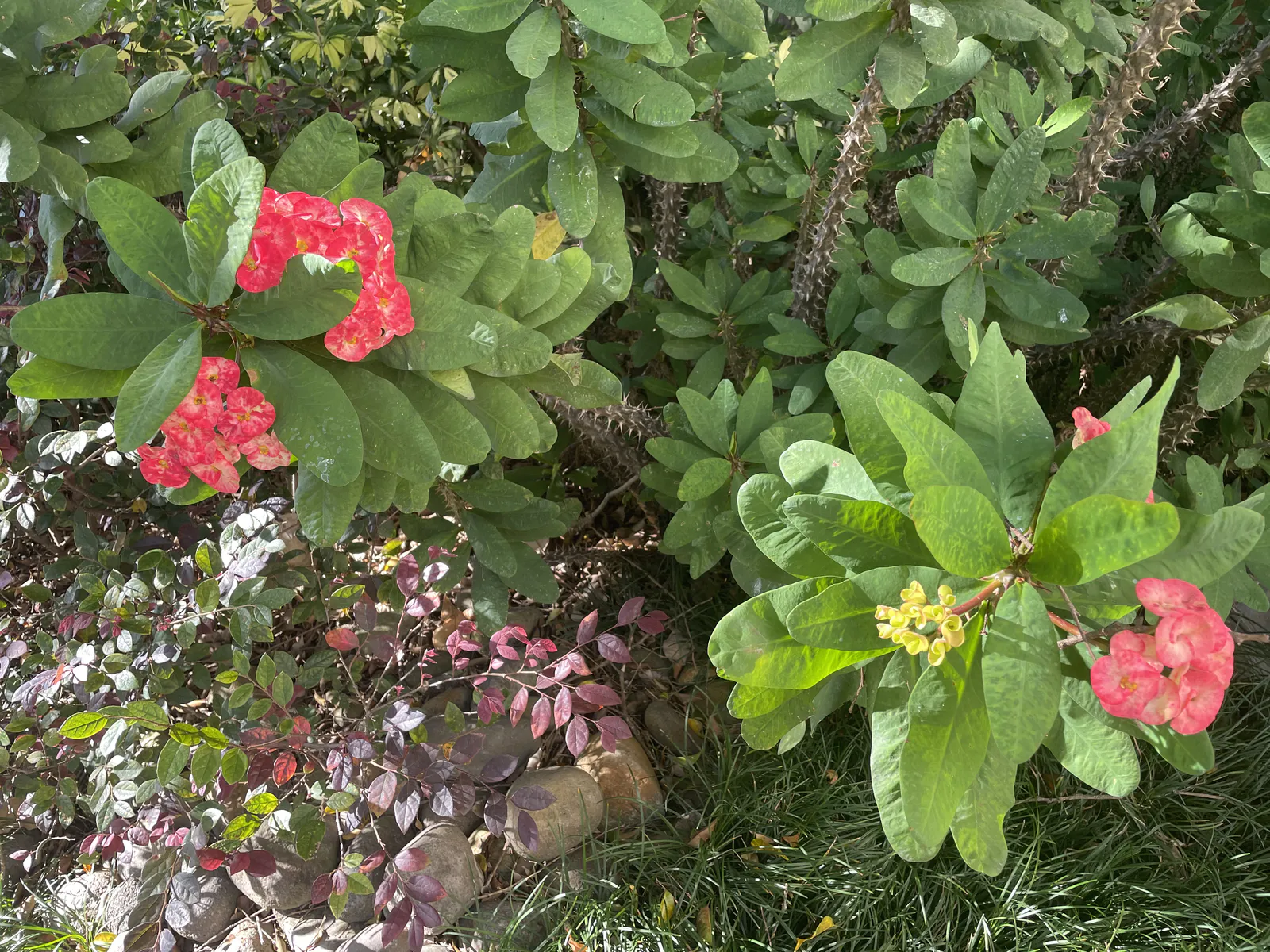 Crown of Thorns Blossoms