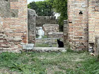 Ruins with Statue Fragment and Cat
