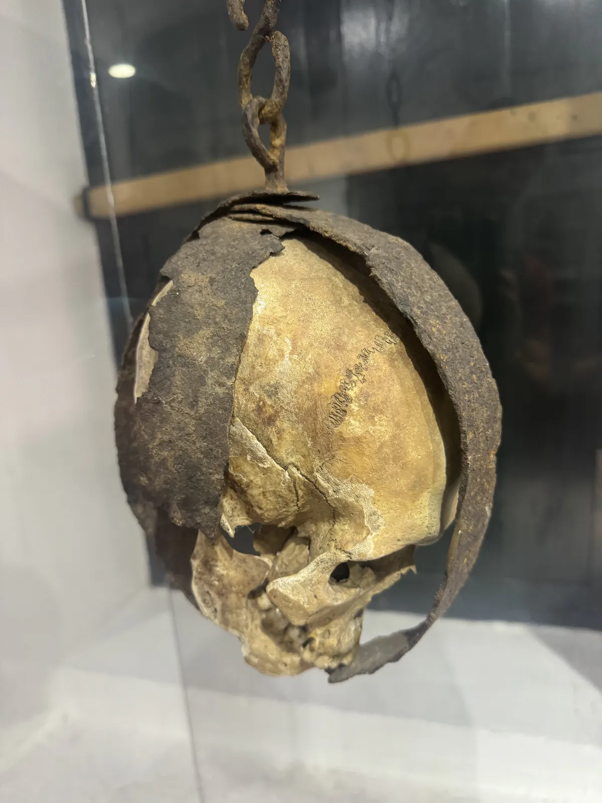 Череп в железной клетке на выставке