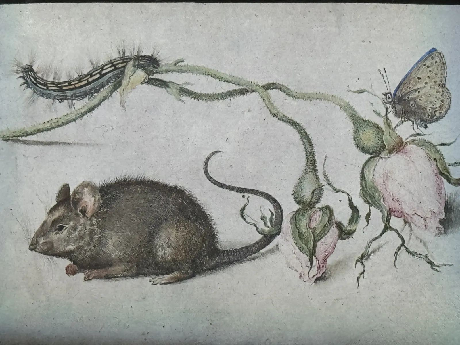 Mouse, Rose, and Butterfly