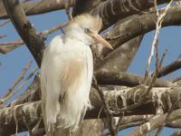 Cattle Egret in Breeding Plumage