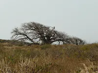 Windswept Baobab with Hawk