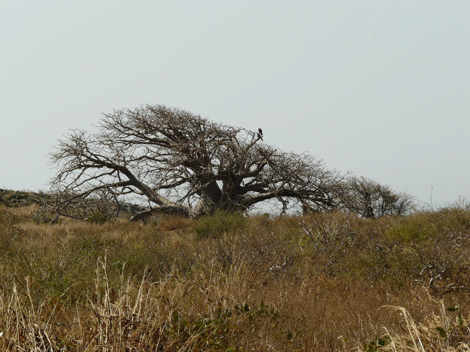 Windswept Baobab with Hawk