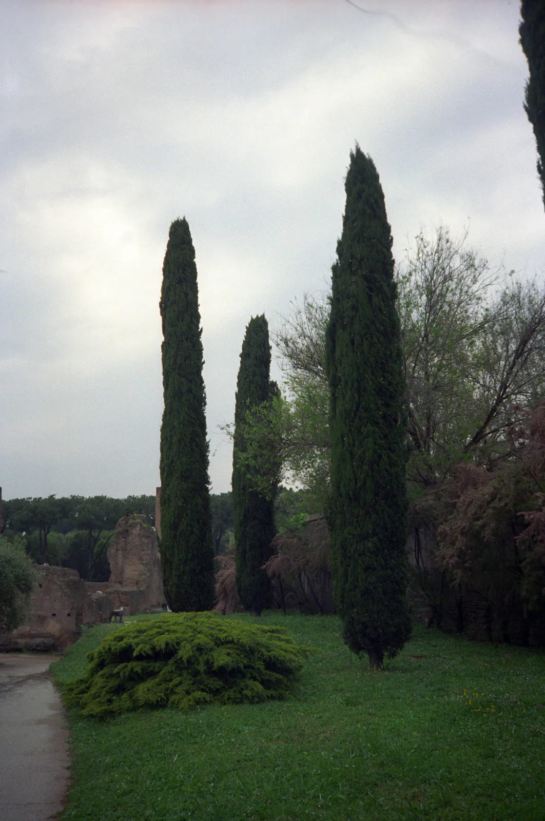 Cypress Trees in Roman Gardens