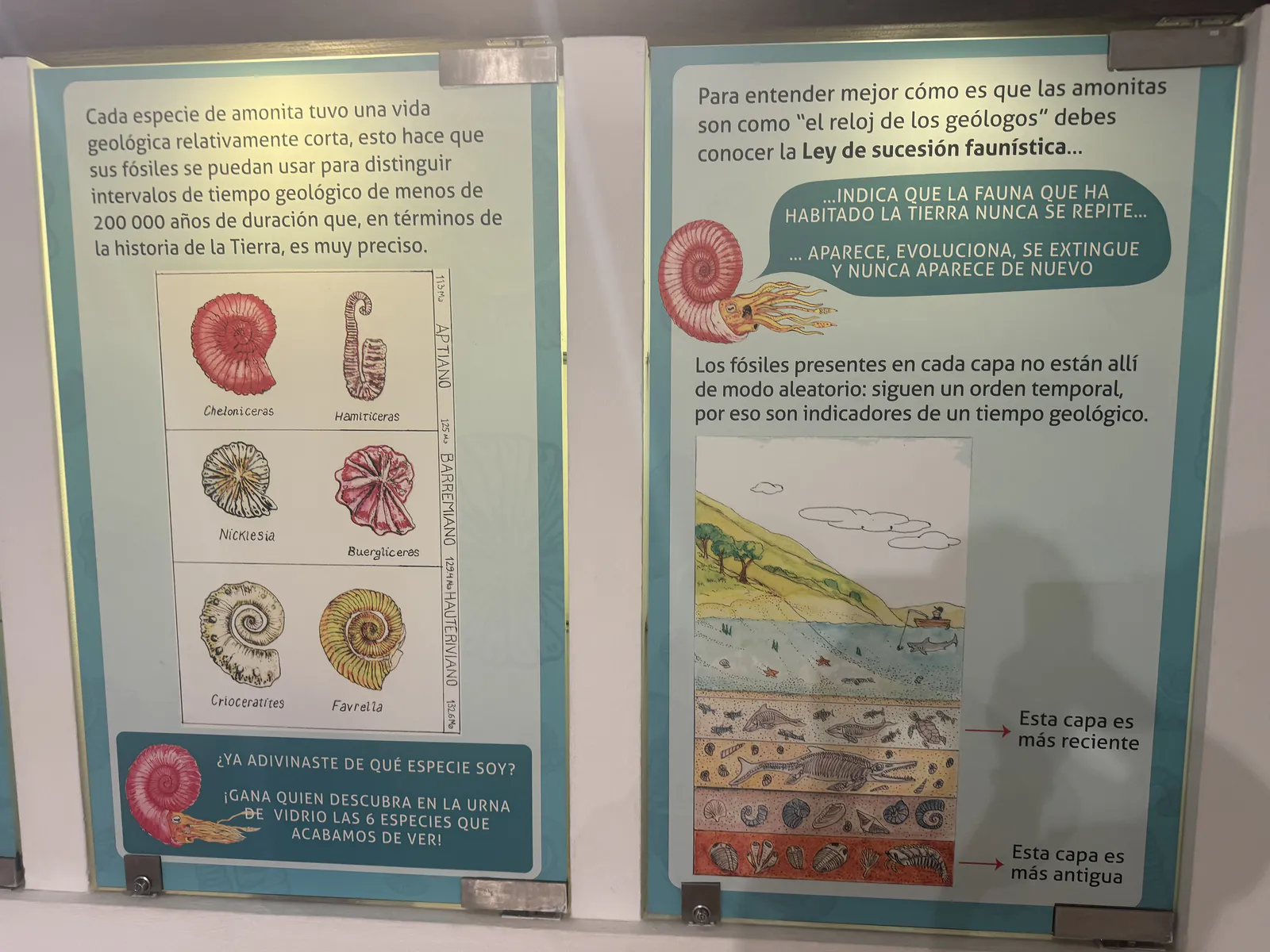 Аммониты и геологическое время