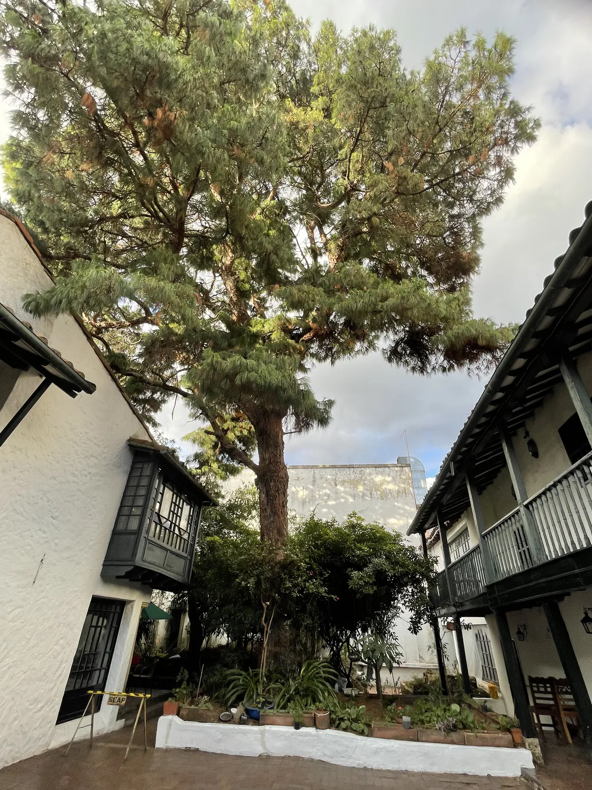 Courtyard Tree in Colonial House