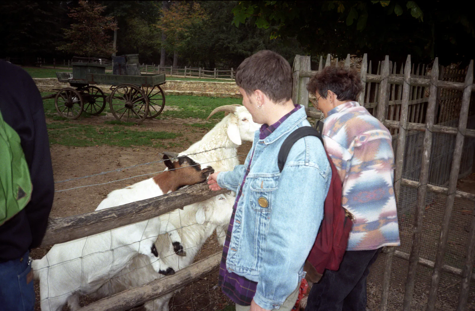 아므 드 라 렌에서 염소 쓰다듬기
