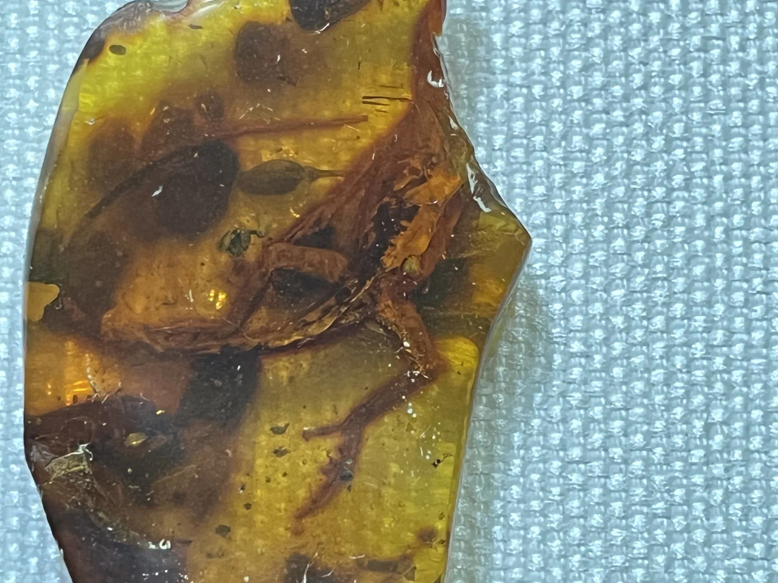 Fossilized Frog in Amber