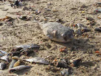 Pufferfish Among Market Waste