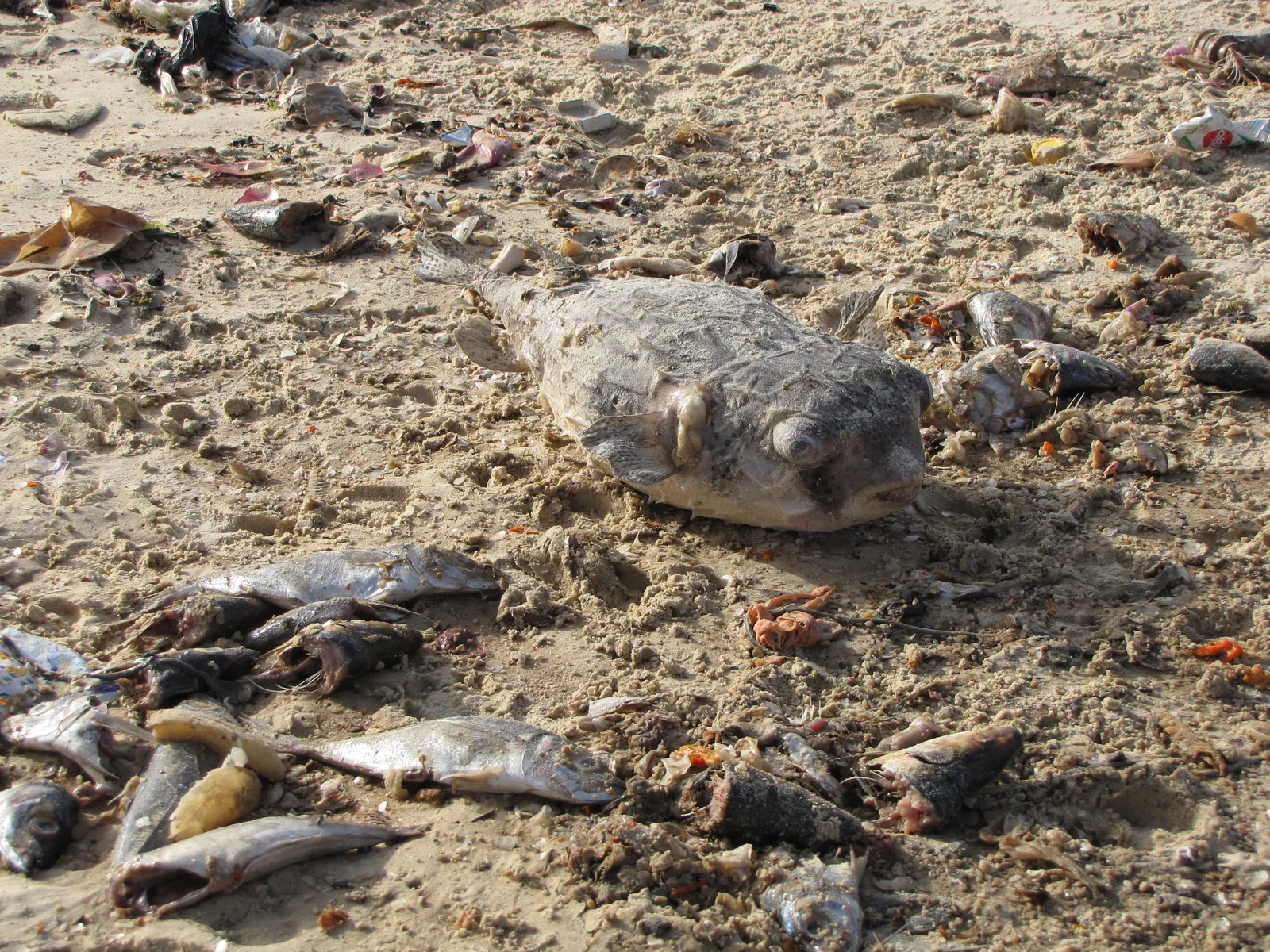 Pufferfish Among Market Waste