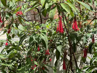 Andean Fuchsia
