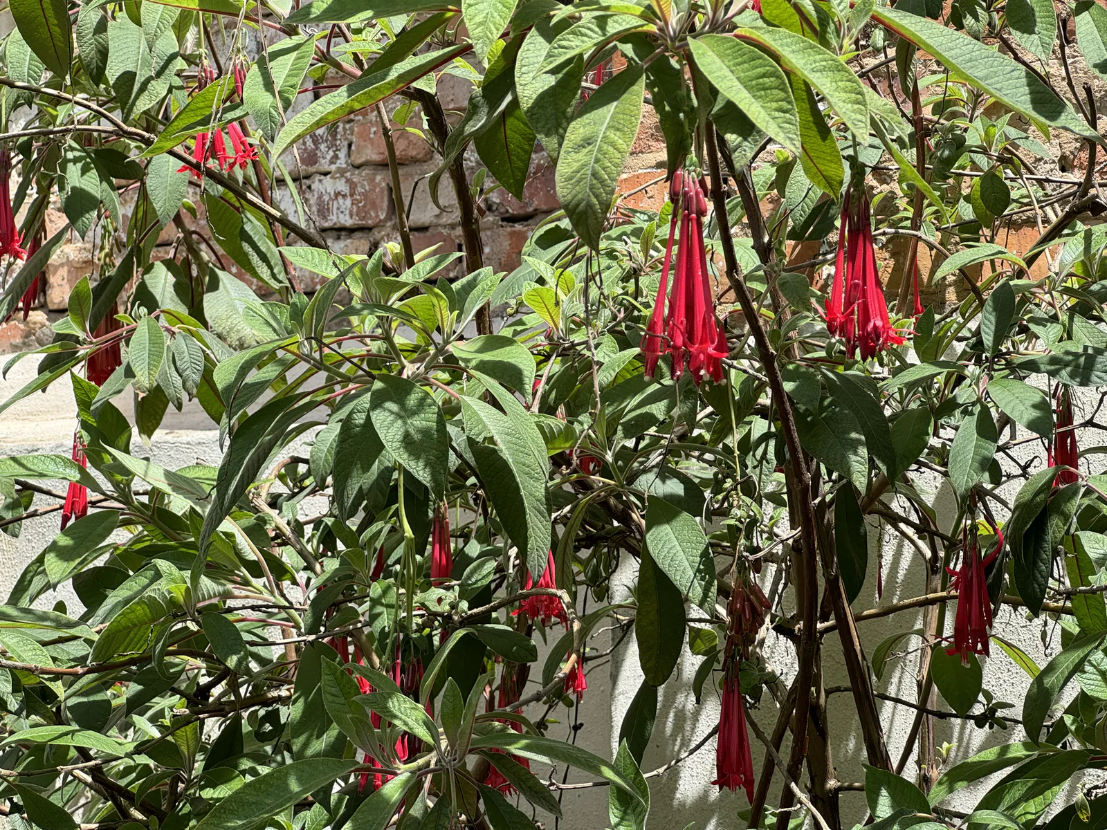 安第斯倒挂金钟