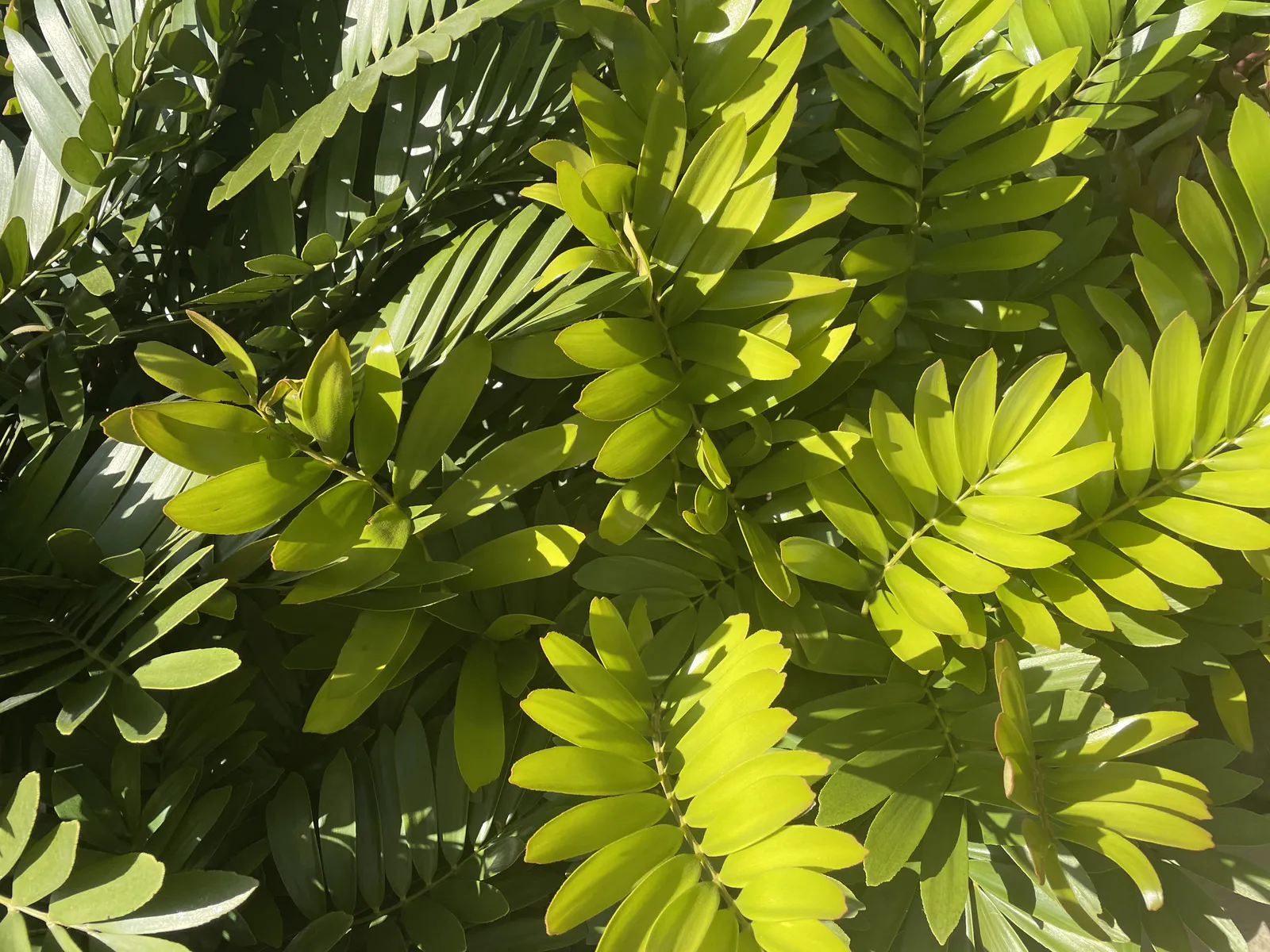 Zamia in Tropical Morning Light