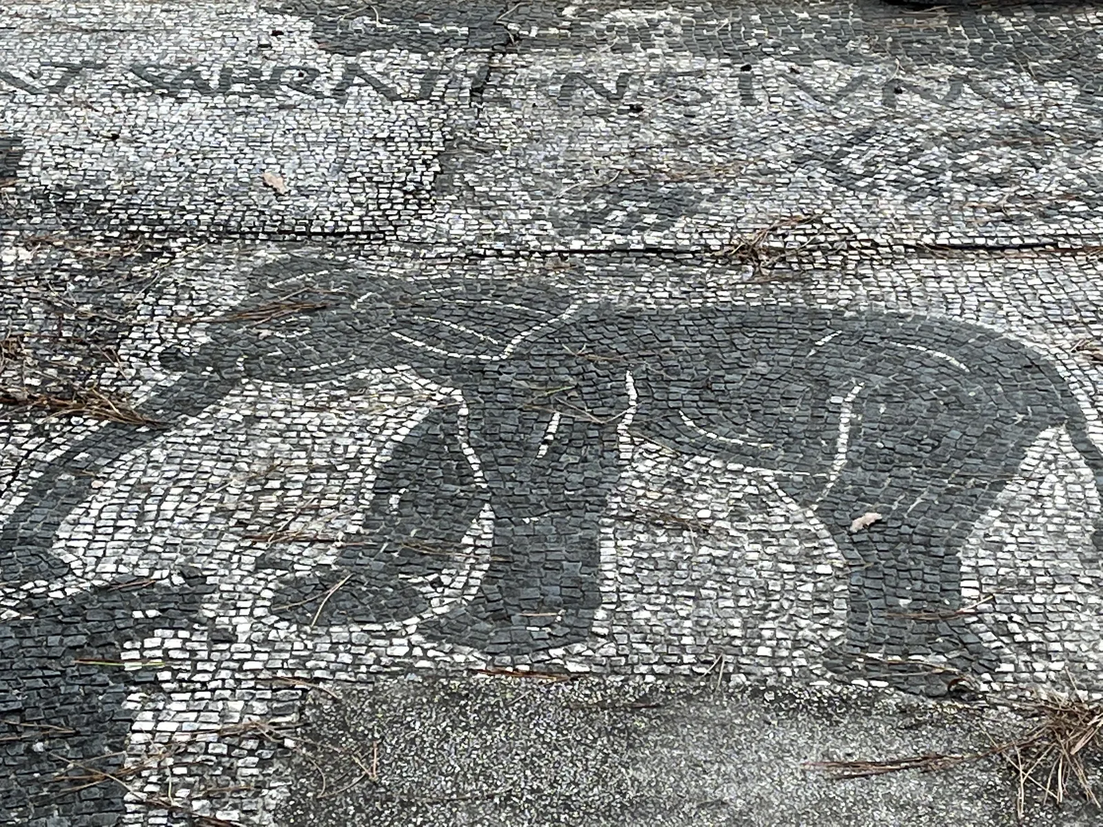 فسيفساء تجار صبراتة