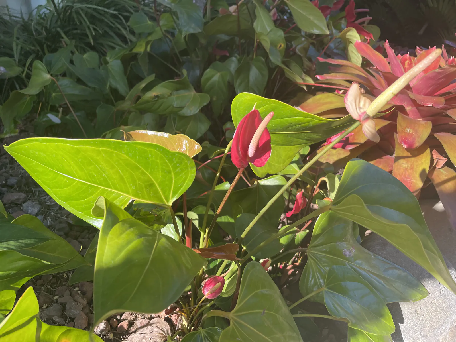 Anthuriums in Morning Sunlight