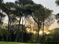 Sunset through the Stone Pines