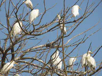 Cattle Egrets Roosting in Yoff