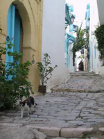 Cat Strolling Through the Alley
